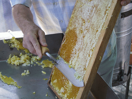 Как отделить мед от сот в домашних условиях?