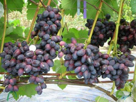 Виноград красотка: описание и характеристики сорта, посадка и уход, сроки созревания