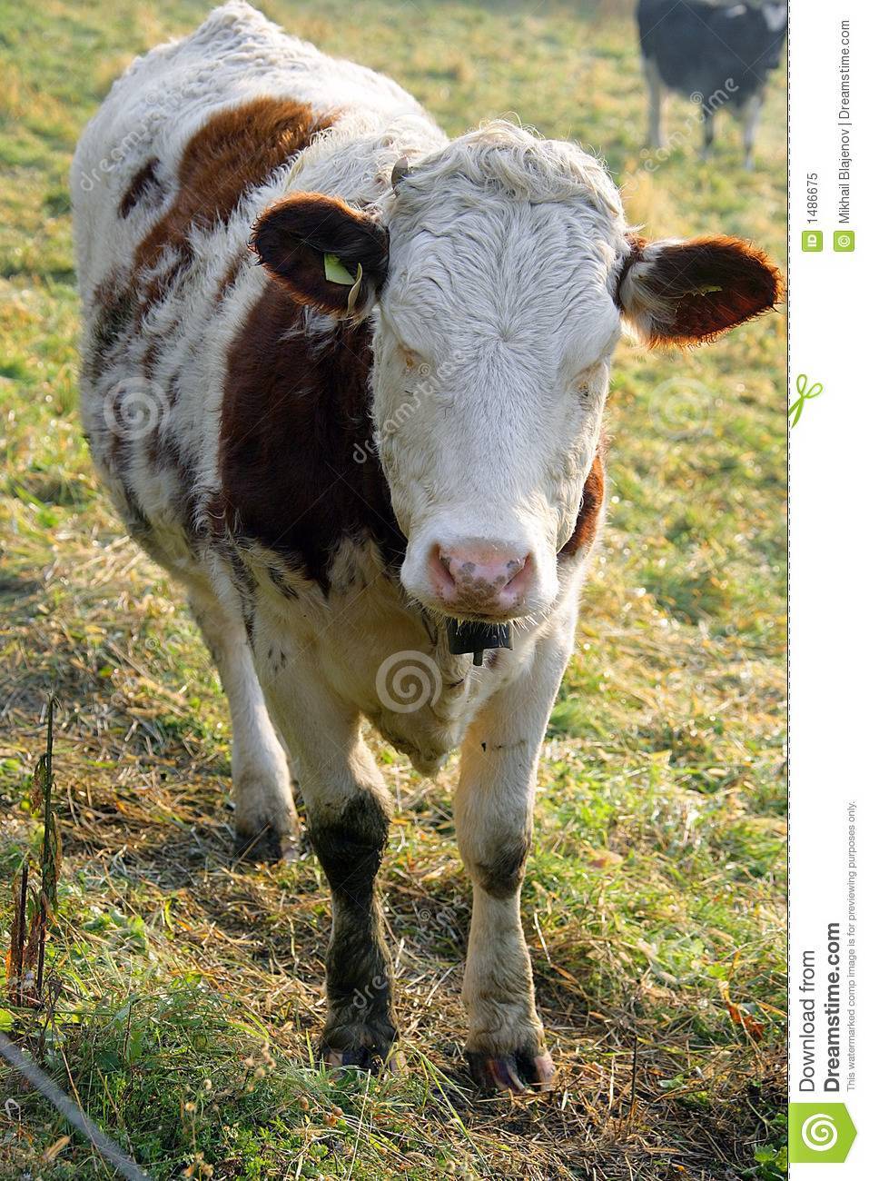 Красная степная порода коров: характеристика, содержание, плюсы, минусы и отзывы