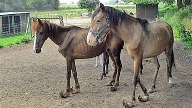 О копытах лошади: строение, формы и размеры копыт лошади