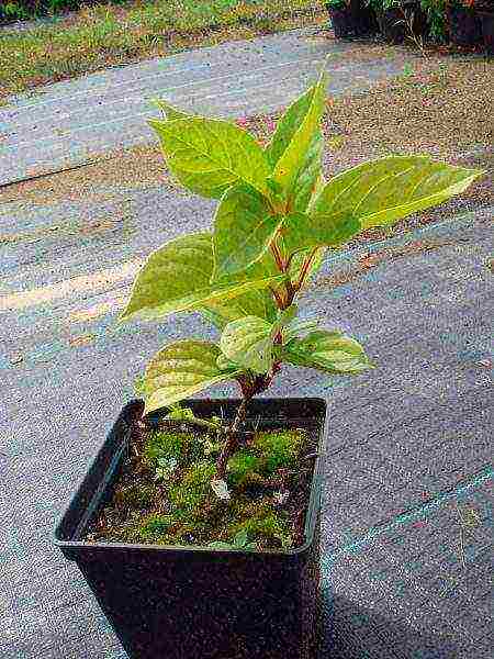 Растение лимонник: посадка и выращивание в саду, фото, полезные свойства и противопоказания