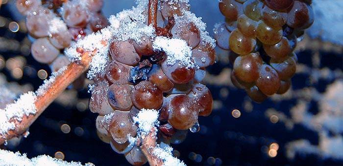 Как спасти виноград от весенних заморозков, когда открывать виноград
