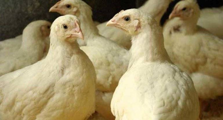 Корм для бройлеров: кормить ли кур комбикормом? состав и расход корма, кормление цыплят в домашних условиях