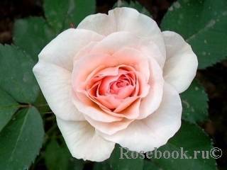 Канадские розы: описание, полная информация о разновидностях, фото