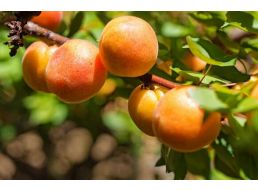 7 лучших зимостойких сортов абрикосов