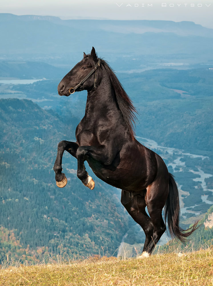 Характеристики карачаевской породы лошадей