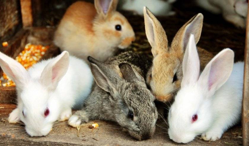 Почему дохнет кролик: от чего умирает молодняк без видимых причин, что делать