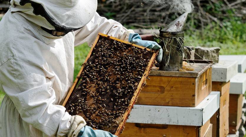 Как нужно ухаживать за пчелами: уход для начинающих, метод Цебро в пчеловодстве