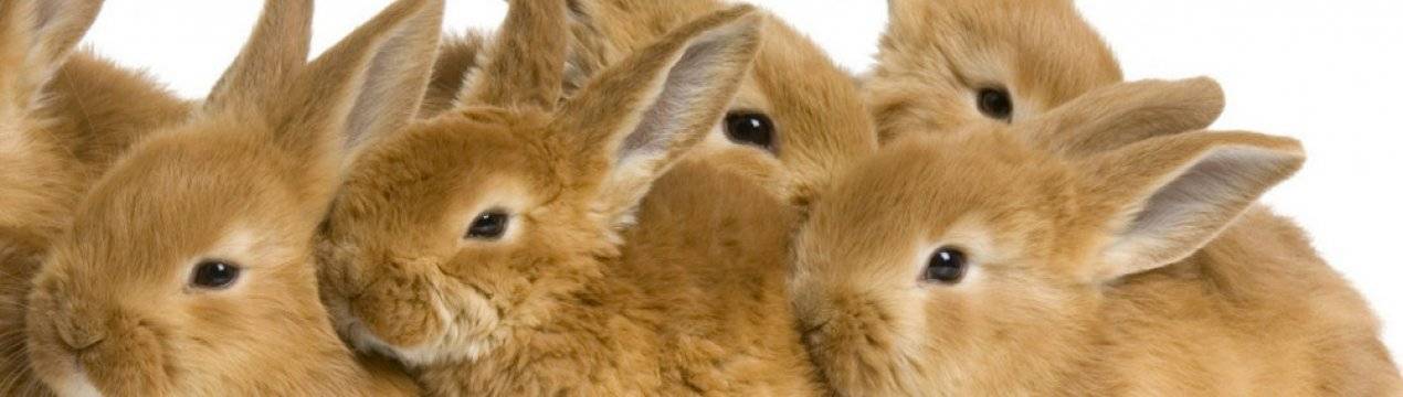 Можно ли кормить кроликов сырой и вареной картошкой?