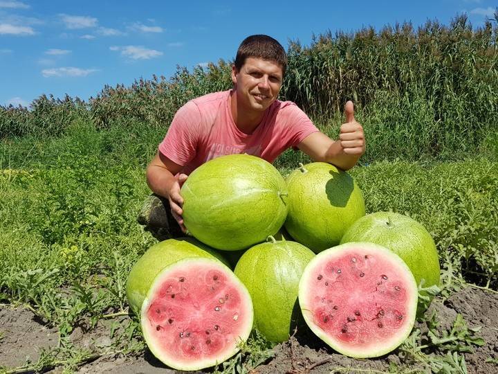 Все об арбузе Астраханском: агротехника, описание сорта, выращивание