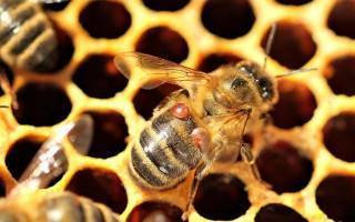 Инструкция по применению бипина для пчел