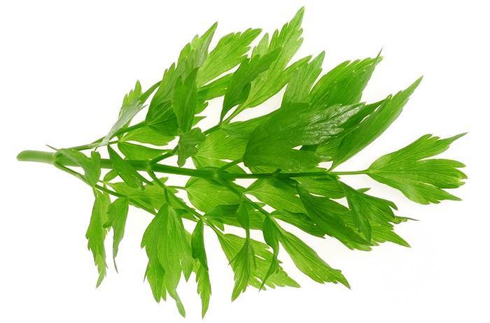 Лекарственная очанка: фото травы, химический состав, полезные свойства и противопоказания, лечебное применение