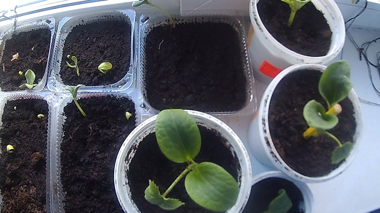 Выращивание кабачков и тыквы в открытом грунте от посадки до сбора урожая