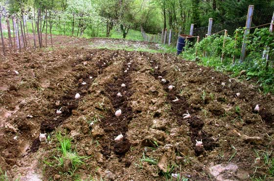 Как подготовить землю под картошку осенью – подготовка земли под картофель осенью, после уборки – шашлыкофф