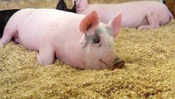 Все о роже свиней: симптомы заболевания, лечение в домашних условиях