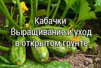 Кабачки - посадка и уход в открытом грунте, правильный полив и удобрение