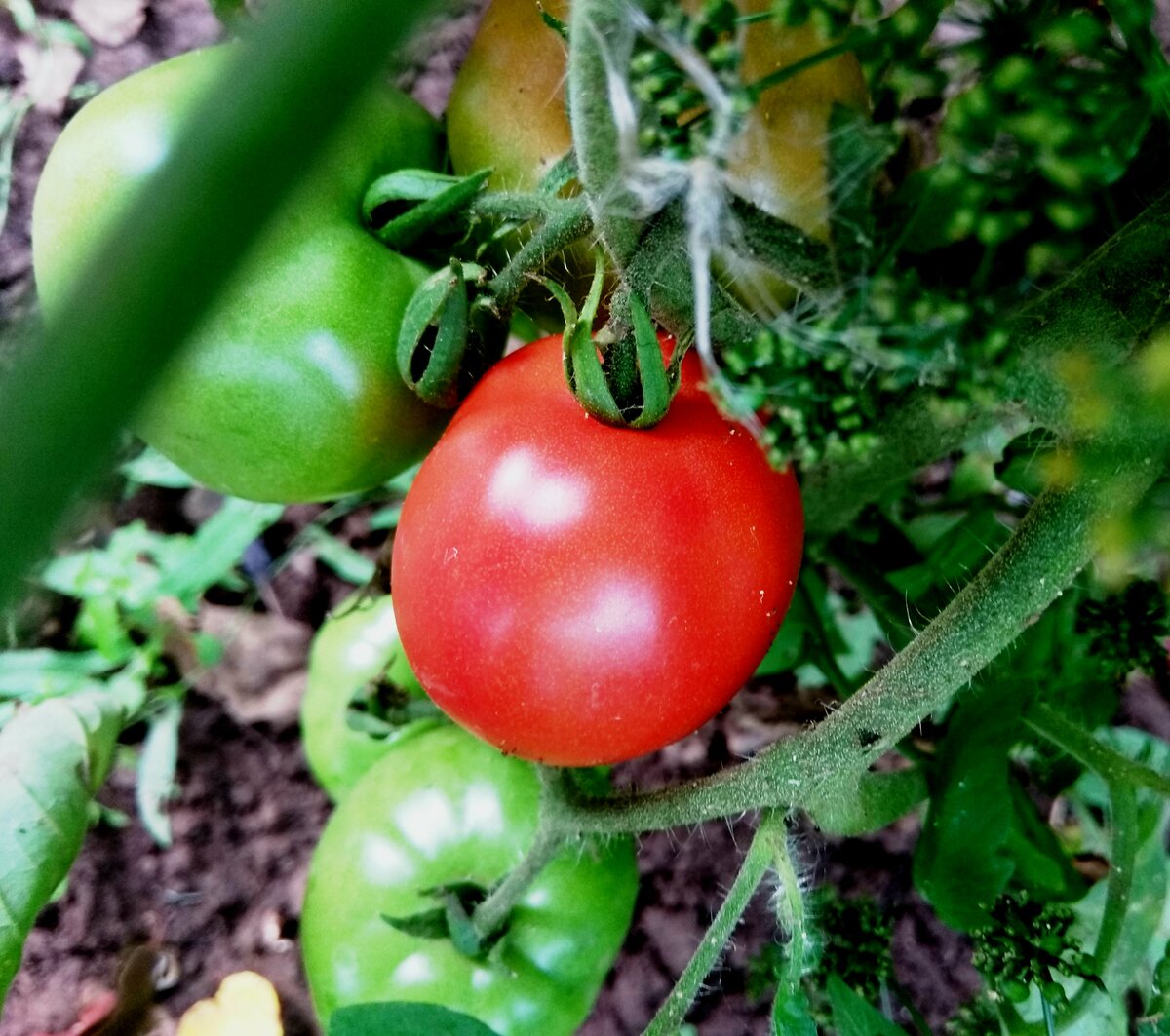 Лучшие самоопыляемые сорта помидоров для выращивания в теплице