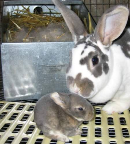 Кролики в домашних условиях — разведение, содержание и выращивание кроликов от а до я. 125 фото и видео домашних пород и обустройства хозяйства