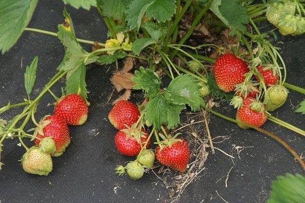 Описание ампельной клубники: характеристики и правила выращивание