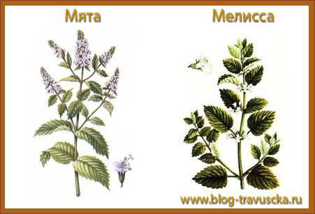 Мелисса и мята: отличие растений, выясняем, это одно и то же или нет, в чем разница по лечебным свойствам и противопоказаниям, как выглядят на фото, что полезнее?