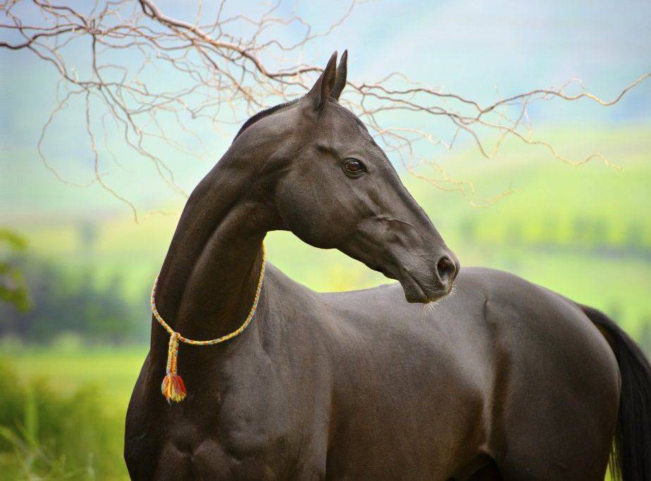 Ахалтекинская порода лошадей, описание породы