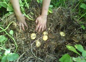 Посадка картофеля без перекопки земли