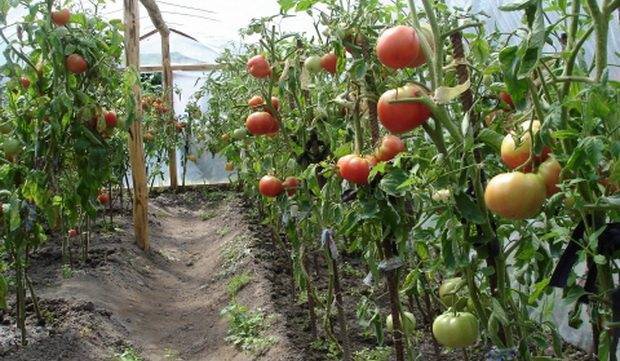 На каком расстоянии сажать помидоры в открытом грунте и в теплице?