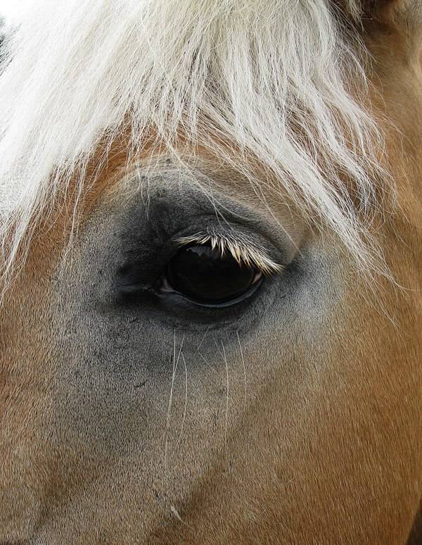 Глаз лошади – строение и диагностика 2020