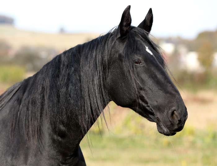 Кабардинская лошадь — википедия