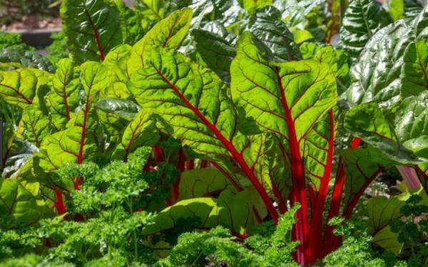 Польза мангольда и вред овоща — описание и противопоказания к применению в пищу (115 фото и видео)