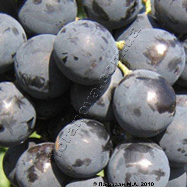 О винограде Страшенский: описание и характеристики сорта, посадка и уход