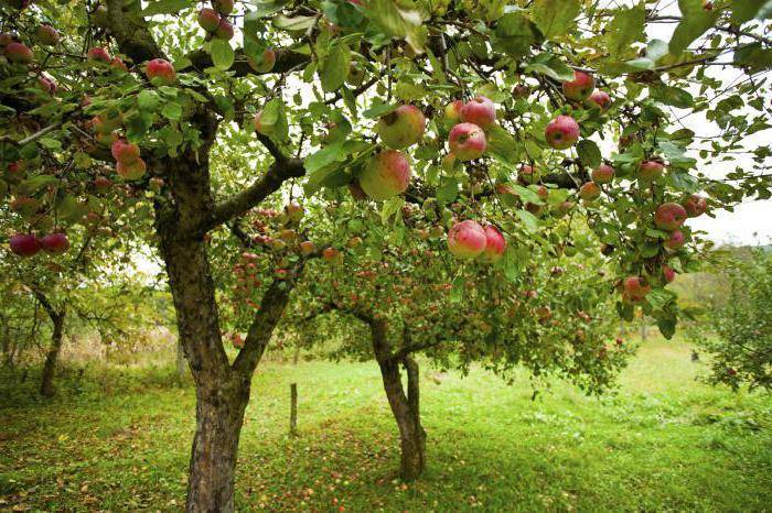 Что можно сажать рядом с яблоней - совместимость деревьев и кустарников в саду