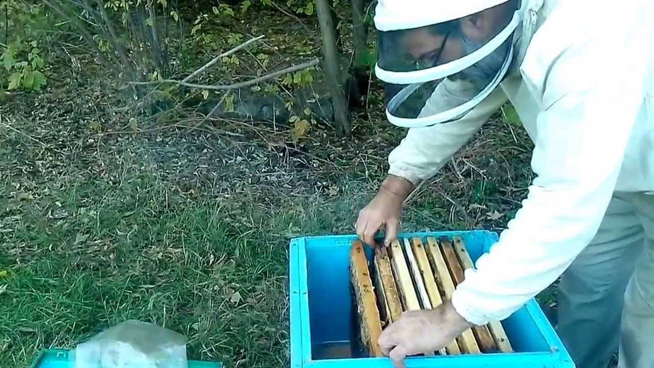 Отводки пчел: советы начинающим пчеловодам бочка мёда