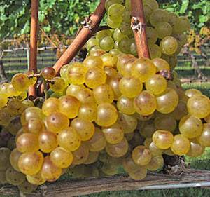 Описание сорта винограда Шардоне: история, характеристики, достоинства и недостатки
