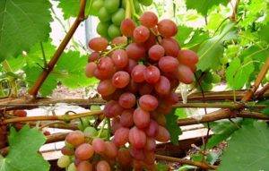Виноград кишмиш лучистый: описание сорта, выращивание