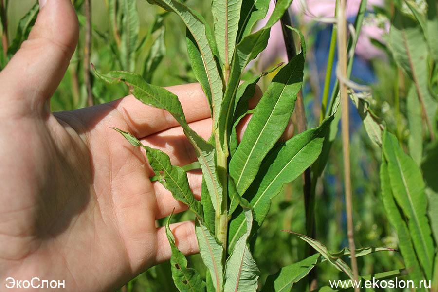 Домашние специи и чаи: как правильно сушить травы