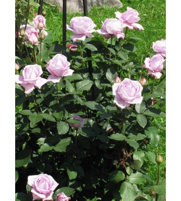 Роза индиголетта: описание, технология выращивания