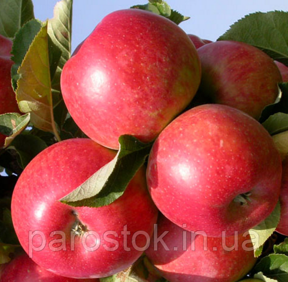 Сорт яблони елена – описание, фото