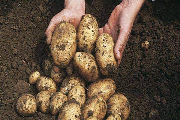 Сорокодневка: описание сортов картофеля, характеристики, агротехника