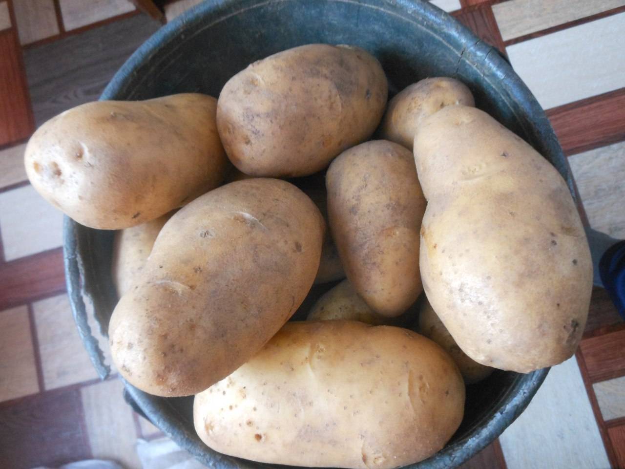 Сорт картофеля вега: характеристика и описание сорта