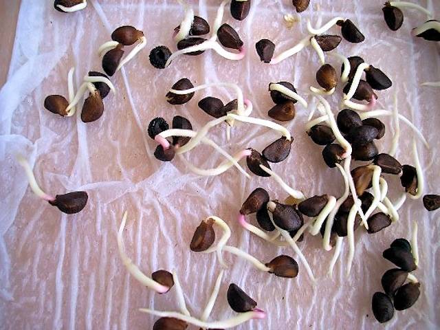 Как прорастить семена тыквы: замачивание, когда всходят семена