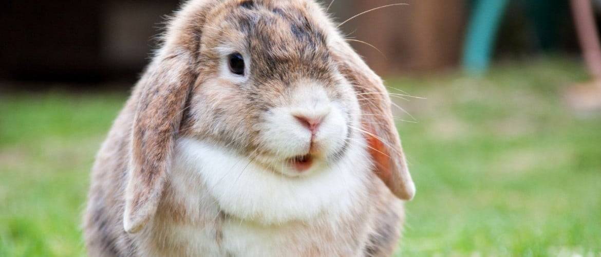 К чему может привести вздутие живота у кролика и как это лечить