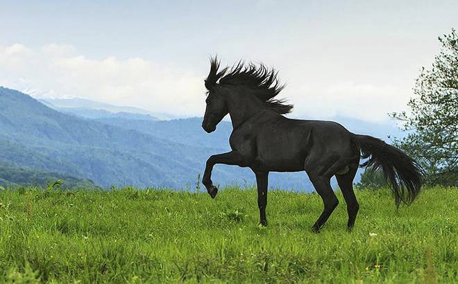 Карачаевская порода лошадей: описание, плюсы и минусы содержания