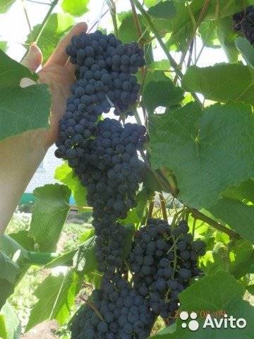 Сорт винограда памяти домбковской (бчз, бчр)