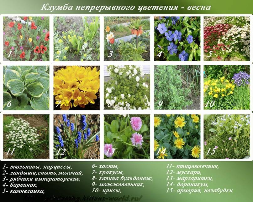 Цветник непрерывного цветения из многолетников: виды цветов и схемы