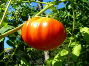 О томате Эффект: описание сорта, характеристики помидоров, посев
