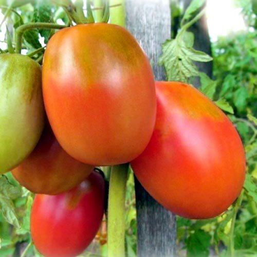 Стойкие томатные солдатики: штамбовые сорта помидоров