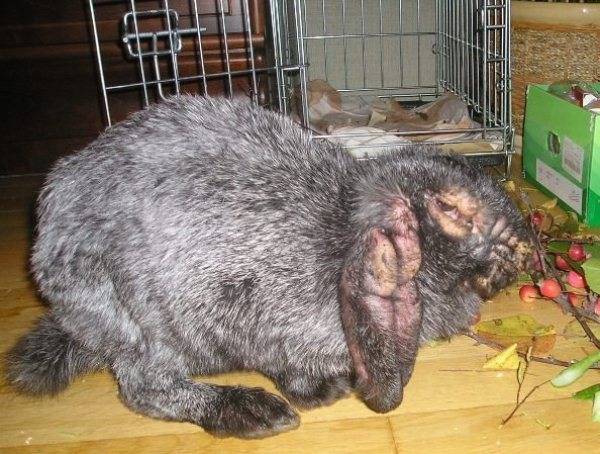Болезни ушей у кроликов и их лечение. у кролика в ушах коросты — чем лечить