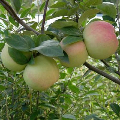 О яблоне исеть белая, описание позднего сорта, характеристики, как сажать