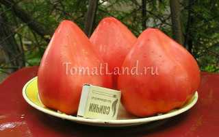 Томат «чудо земли» сибирский сад: характеристика сорта и рекомендации по выращиванию